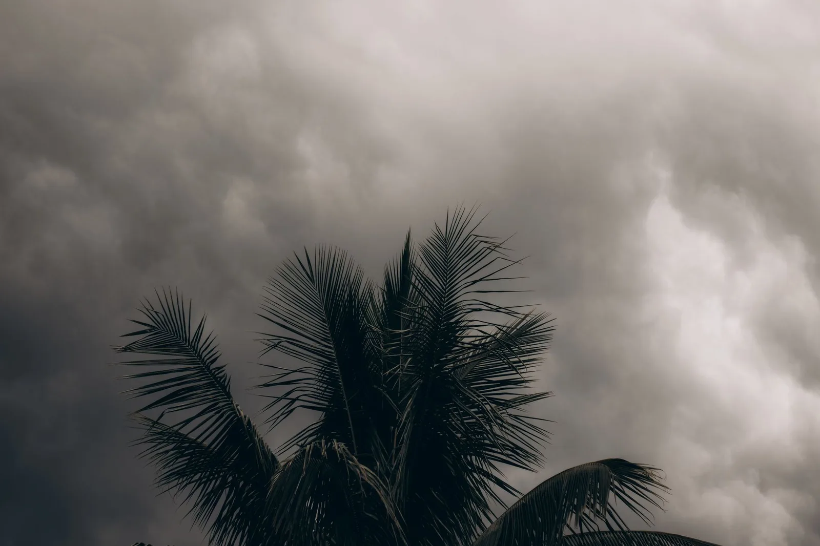Storm Preparation & Follow-Up in Babcock Ranch FL